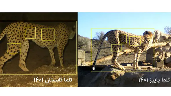 خطای انسانی عجیب در شمارش یوزهای ایرانی / دو یوزپلنگ 4 تا شمرده شده‌اند / «تلما» و «مهتاب» یکی هستند! + اسناد