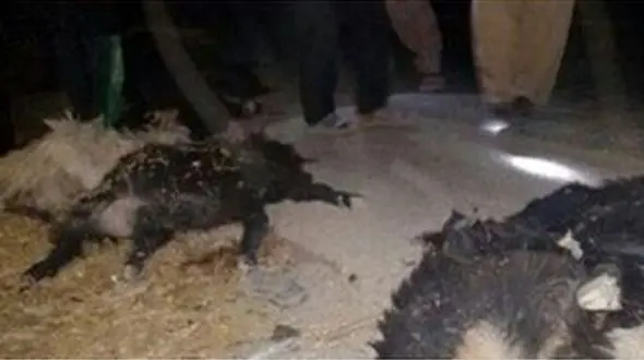 تلف شدن 19 راس گوسفند در برخورد با پراید