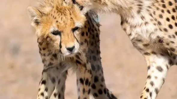 ویدیویی جدید از بازیگوشی «آذر» و «توران» توله‌یوزپلنگ‌های ایرانی 