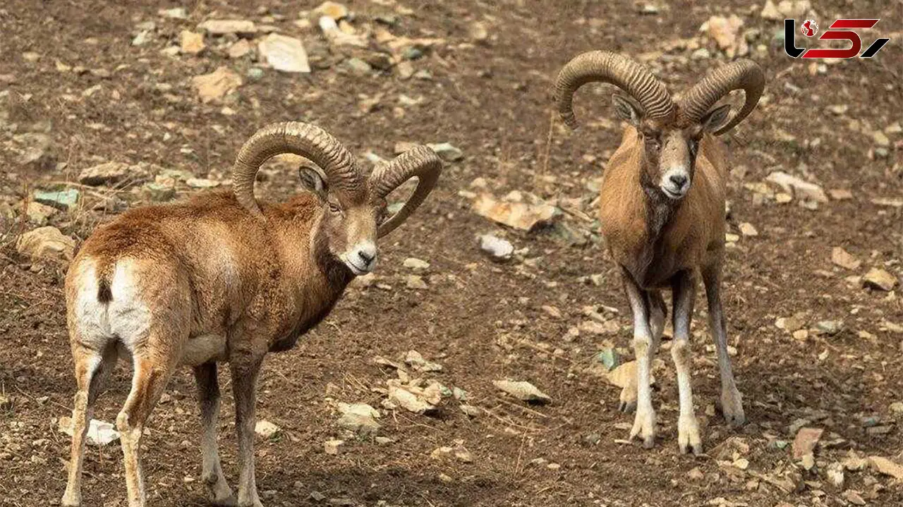 نبرد دیدنی قوچ‌های کوهی در فصل جفت‌یابی + فیلم 