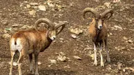 نبرد دیدنی قوچ‌های کوهی در فصل جفت‌یابی + فیلم 