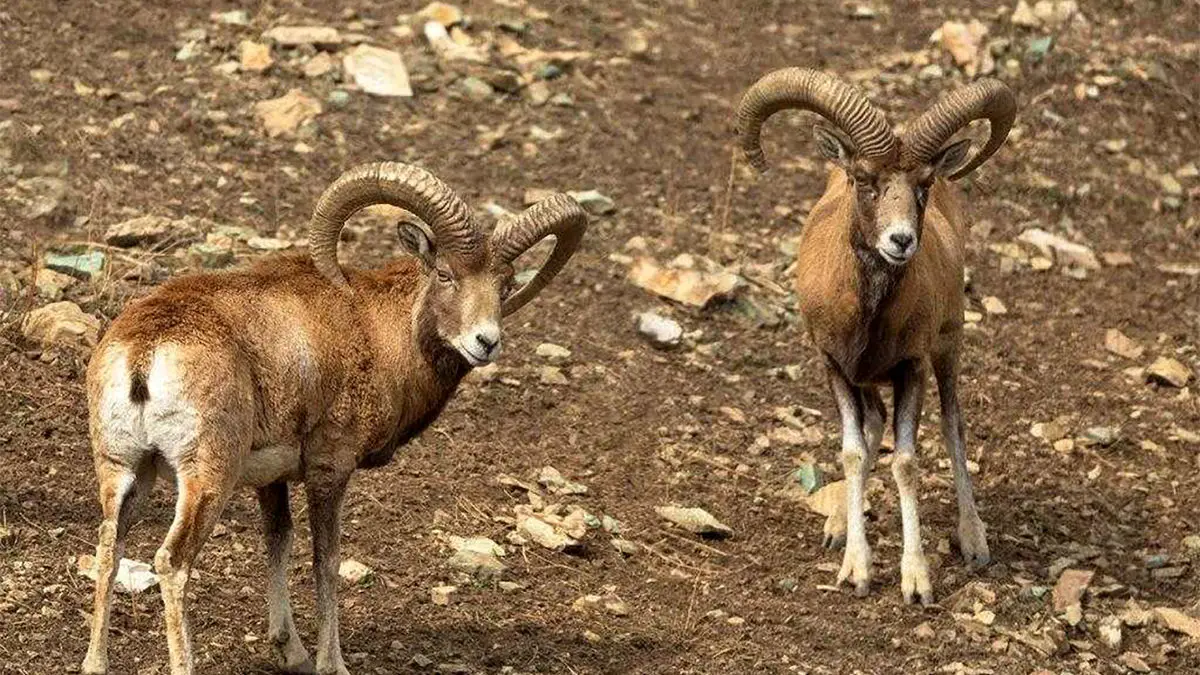 نبرد دیدنی قوچ‌های کوهی در فصل جفت‌یابی