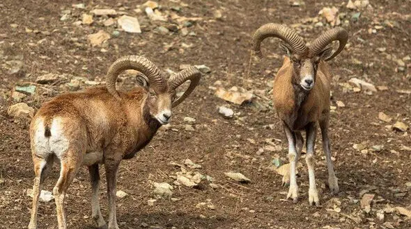 نبرد دیدنی قوچ‌های کوهی در فصل جفت‌یابی + فیلم 