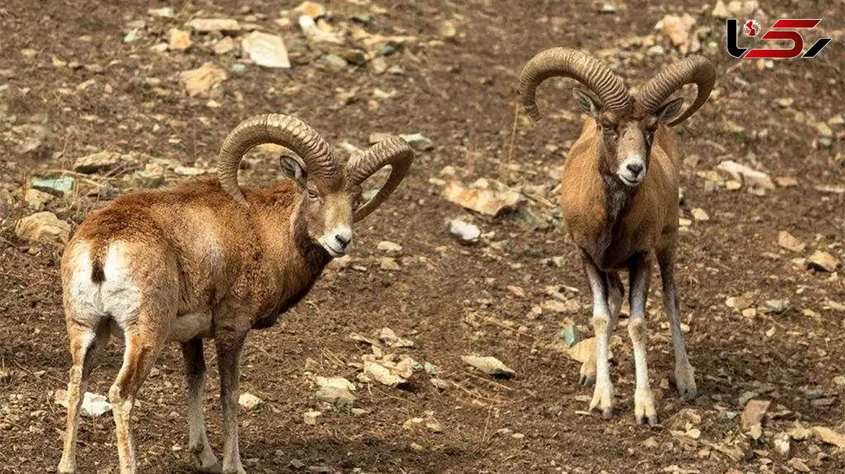 نبرد دیدنی قوچ‌های کوهی در فصل جفت‌یابی + فیلم 