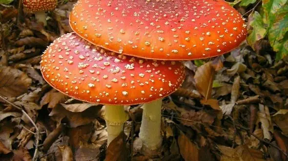 خطر مرگ بیخ گوش خلخالی ها 