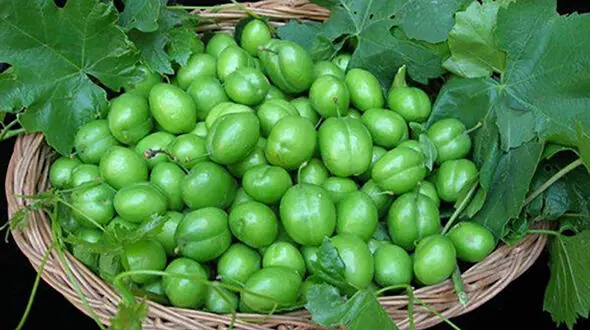 گوجه سبز برای این افراد ممنوع!