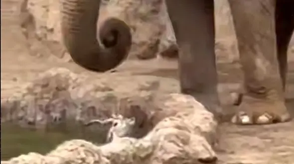 فیلم حیاط وحش / نجات گوزن از غرق شدن توسط فیل غول پیکر 
