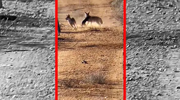 فیلم شکار بچه گراز توسط دو شغال