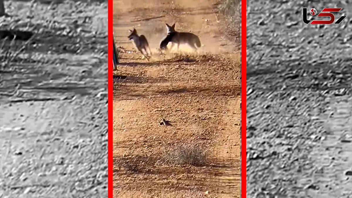 فیلم شکار بچه گراز توسط دو شغال