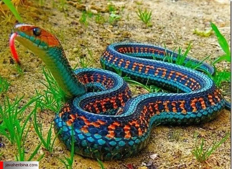 مار خوش خط و خال