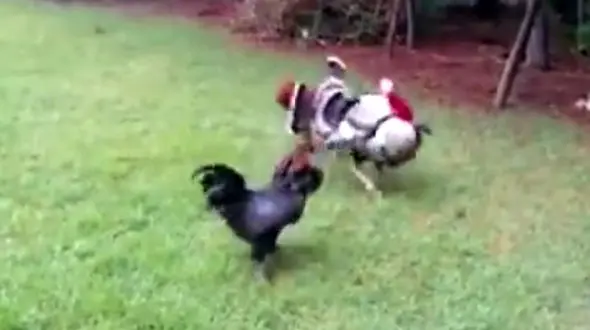 این بوقلمون قهرمان شبکه های اجتماعی شد! + فیلم دیدنی