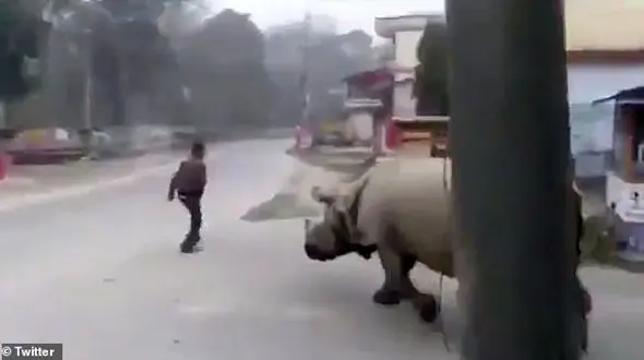 رفت و آمد کرگدن گرسنه در خیابان نپال + فیلم