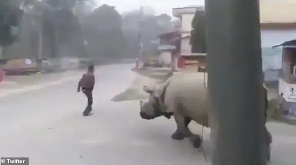 رفت و آمد کرگدن گرسنه در خیابان نپال + فیلم