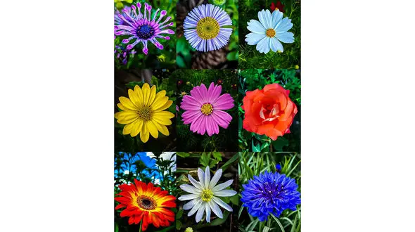 فال شمع اول مرداد + فیلم