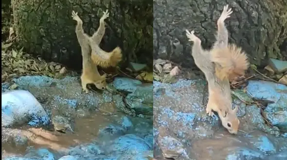 ببینید / سنجاب تشنه سوژه خبری شد + فیلم