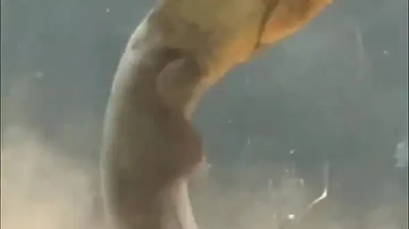 چرا هرگز نباید به مارماهی برقی دست زد؟ + فیلم 