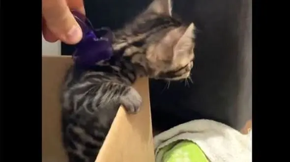 فیلم/ بی حس شدن کامل گربه با لمس گردنش 