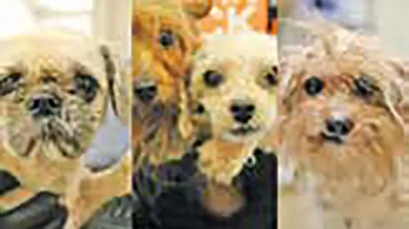 جهنم سگ ها کشف شد