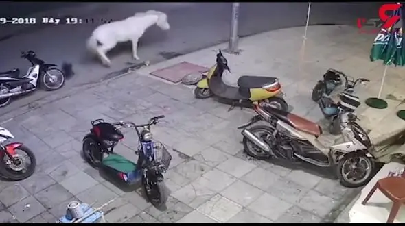 لگد اسب به بچه بازیگوش را ببنید ! + فیلم