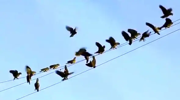 ببینید / برق گرفتگی در پرندگان به چه شکل اتفاق می‌افتد؟