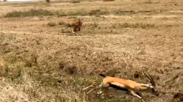 ماشین مستندسازها آهوی فراری را به دام شیر گرسنه انداخت + فیلم