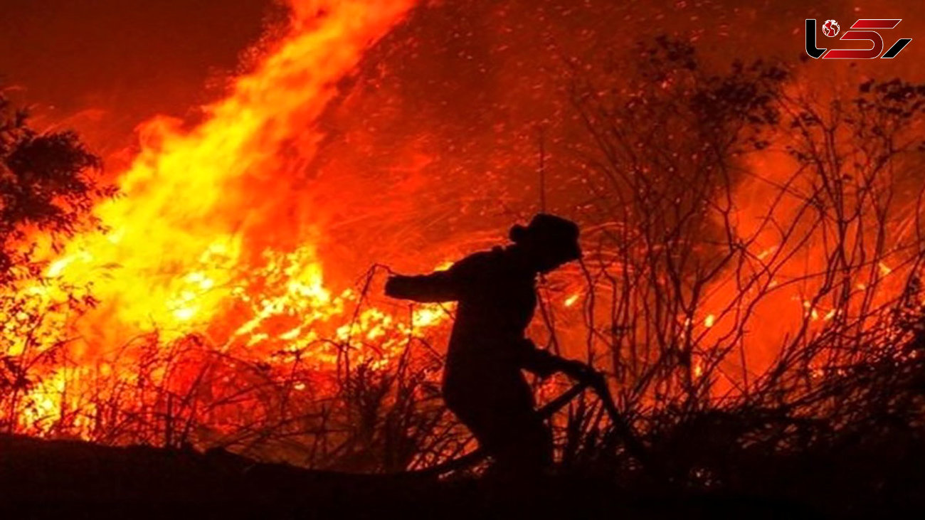 آتش سوزی جنگل های آمریکا + فیلم