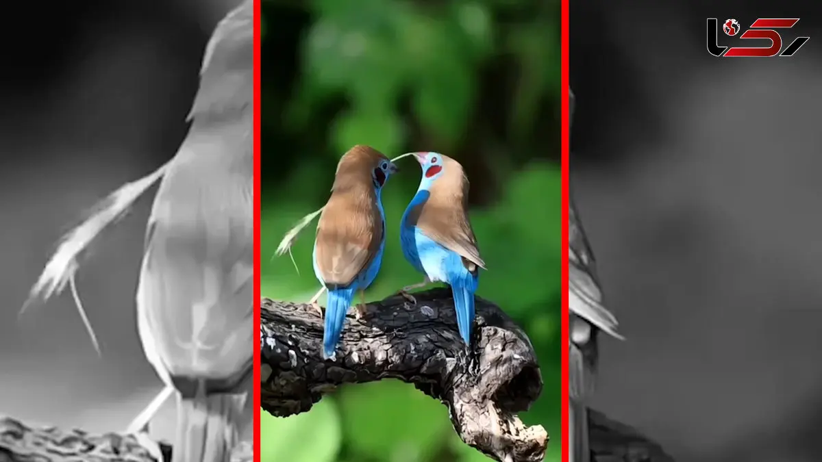 فیلم رقص جالب پرندگان کوچک