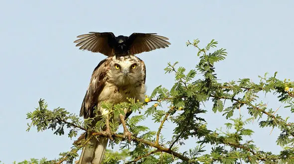 مبارزه تن به تن کلاغ با عقاب خشمگین+ گزارش تصویری