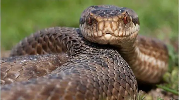 این حیوانی 18 ماه بدون غذا زنده می ماند! + عکس