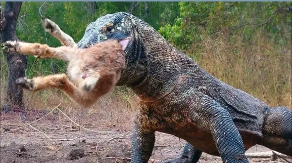از جذابیت های حیات وحش؛ اژدهای کومودو بزی که کوچک هم نبود درسته از حلقومش داد پایین