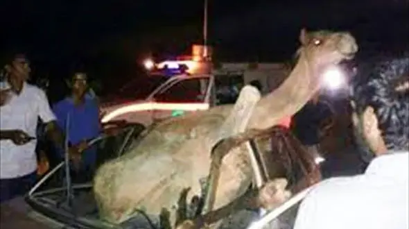 تصادف با شتر در جاسک / یک کشته و 5 زخمی + عکس