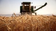 خرید تضمینی بیش از ۱۰۰ هزار تن گندم در خراسان رضوی