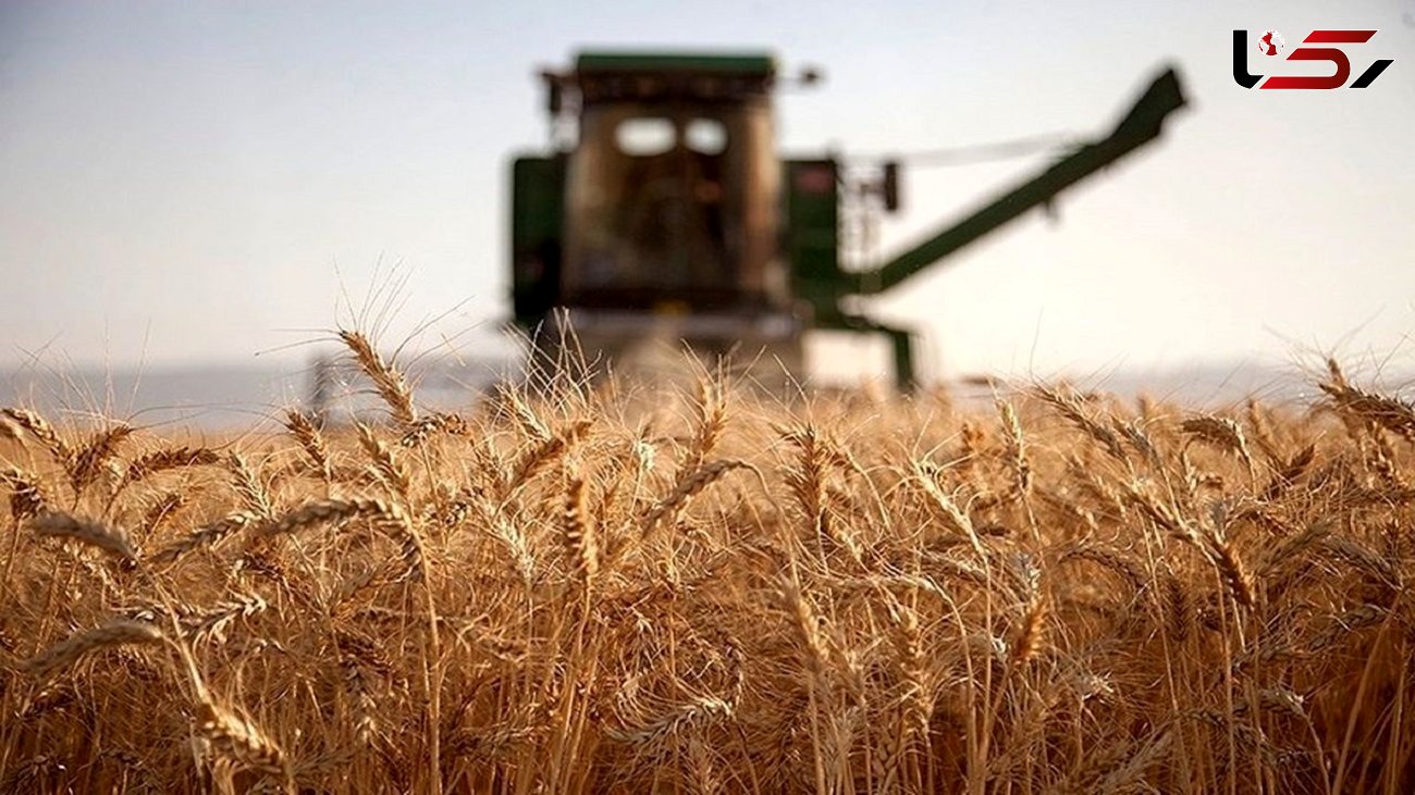 خرید تضمینی بیش از ۱۰۰ هزار تن گندم در خراسان رضوی