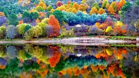 چرا برگ ها در پاییز تغییر رنگ می دهند؟