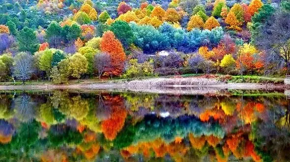 چرا برگ ها در پاییز تغییر رنگ می دهند؟