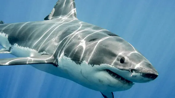 ازحرکت شجاعانه یک شیر در محاصره تمساح‌ها تا تلاش‌های یک غواص برای خارج کردن قلاب از دهان کوسه