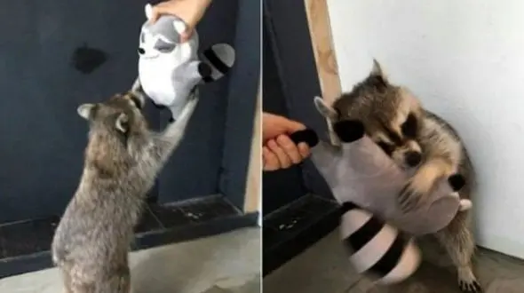 از دست ندهید/ تصاویر جالب و خنده دار از راکون های بانمک