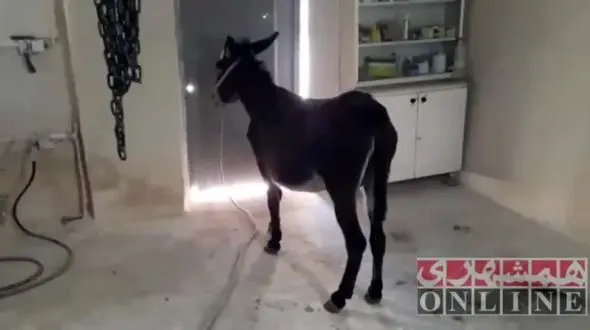  خرکشی در رباط کریم / روغن خر شادابی پوست می آورد! + فیلم