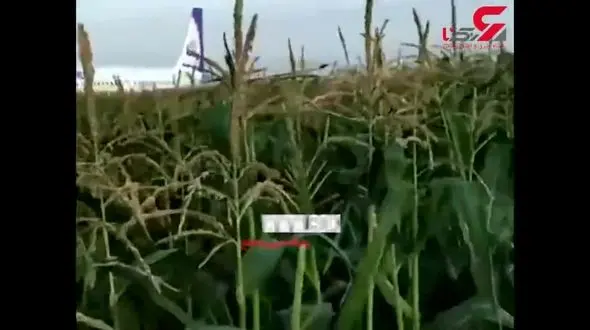 فیلم فرود وحشتناک هواپیمای مسافربری / مسافران خارجی خونسرد در مزرعه قدم می زنند! + جزییات