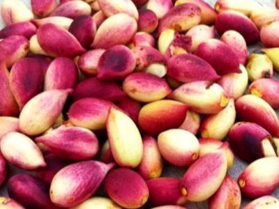 فواید پسته برای دیابتی‌ ها: چرا شب‌ ها زمان طلایی مصرف آن است؟