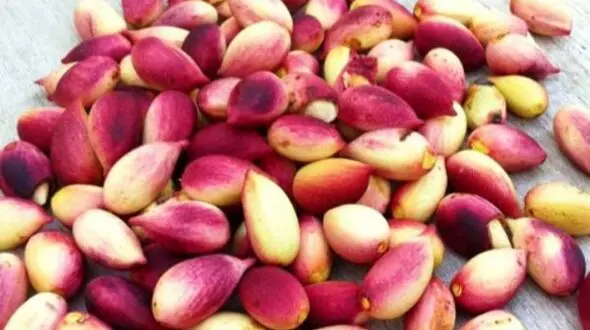 فواید پسته برای دیابتی‌ ها: چرا شب‌ ها زمان طلایی مصرف آن است؟