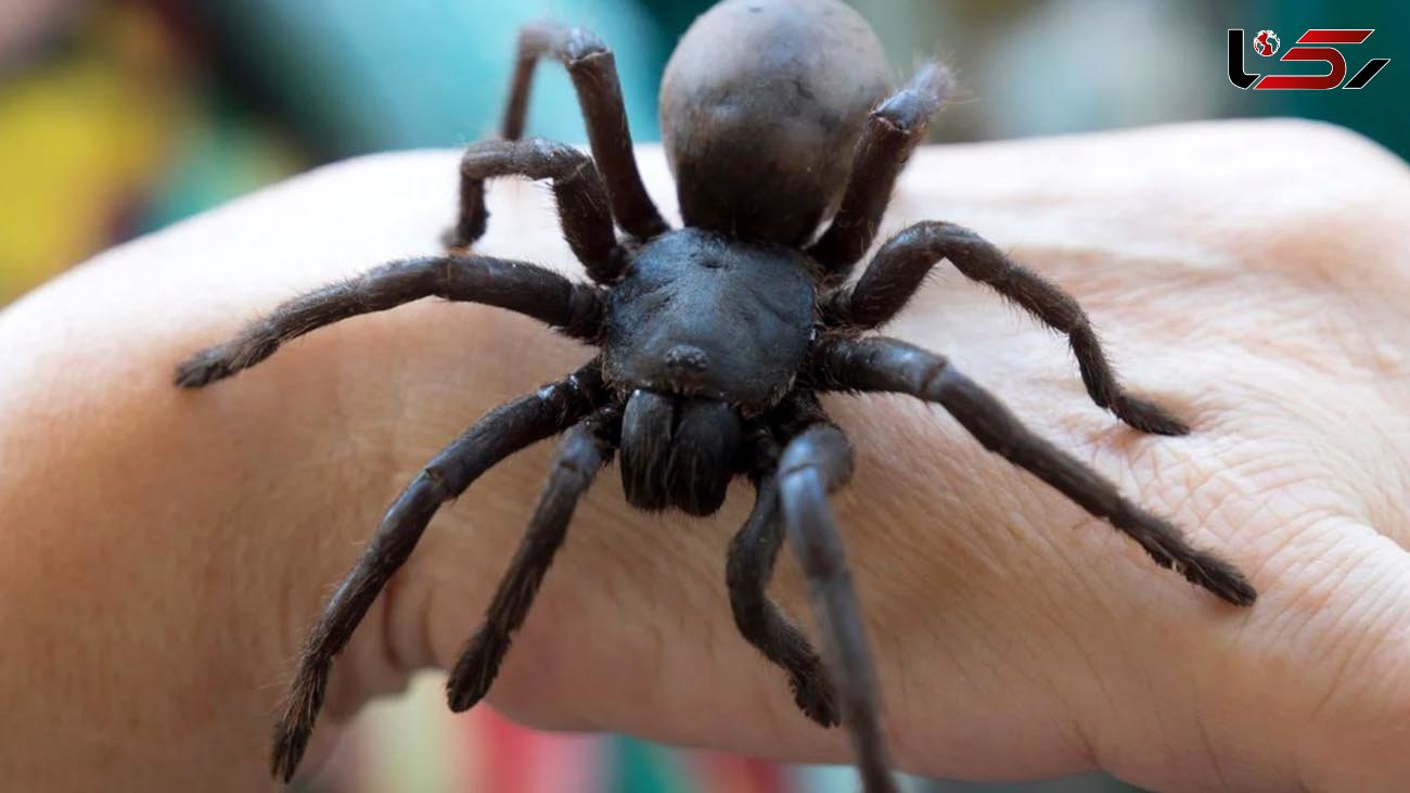 کشف عنکبوت غول‌پیکر در استرالیا + عکس