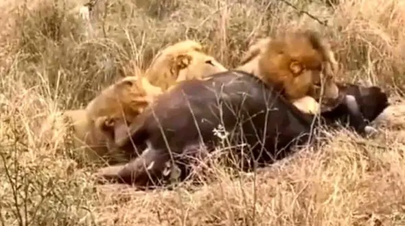 فیلم لحظه تکه تکه کردن بوفالو توسط شیرها در برابر چشمان بوفالوی دیگر