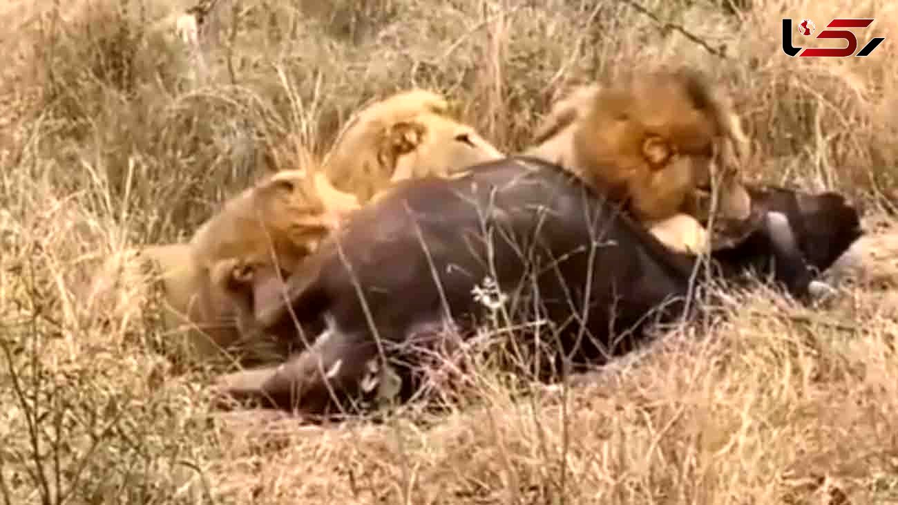 فیلم لحظه تکه تکه کردن بوفالو توسط شیرها در برابر چشمان بوفالوی دیگر