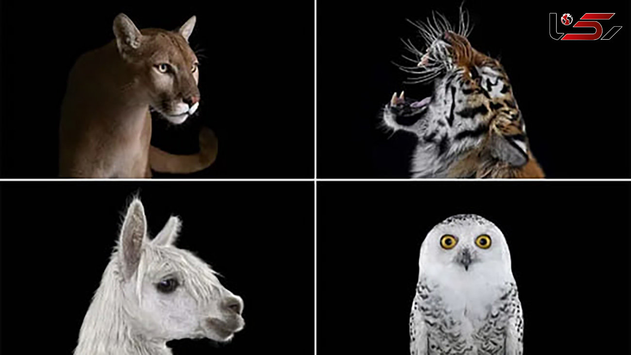 حیوانات را از نمایی متفاوت ببینید + عکس