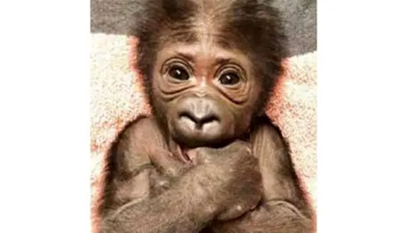 تولد بچه گوریل نادر در فلوریدا