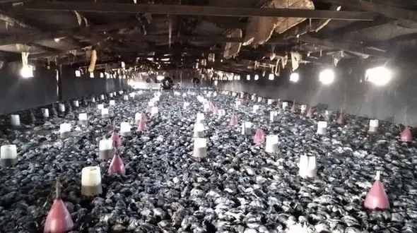 آتش سوزی هولناک در یک مرغداری / 10 هزار جوجه جزغاله شدند