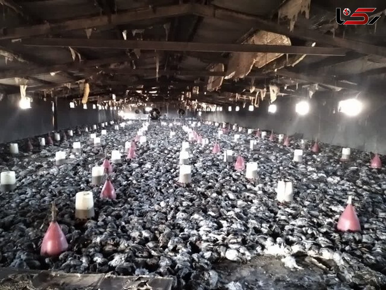 آتش سوزی هولناک در یک مرغداری / 10 هزار جوجه جزغاله شدند