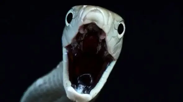 وحشت در آفریقا: مامبای سیاه و خطر نیش مرگبار حتی بعد از درمان!