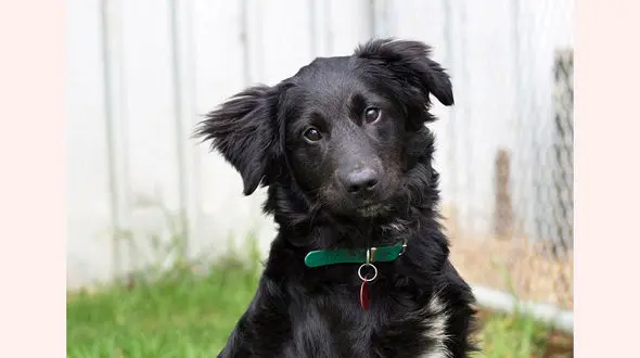 مرد سنگدل سگ خود را با تبر پاره پاره کرد +عکس